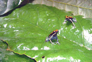 The Osa Peninsula is a haven of survival for endangered frog species.